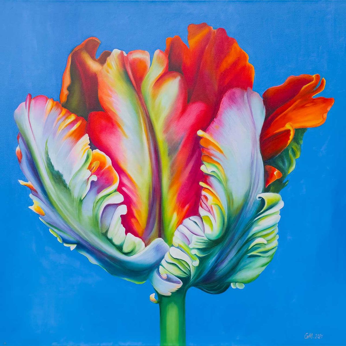Tulip III