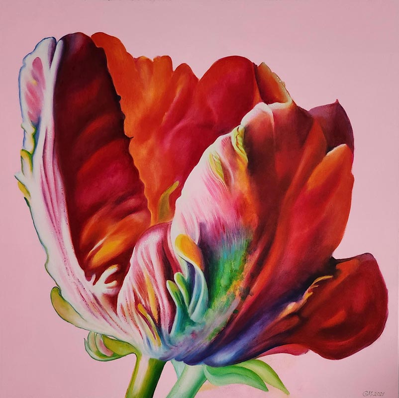 Tulpe IV