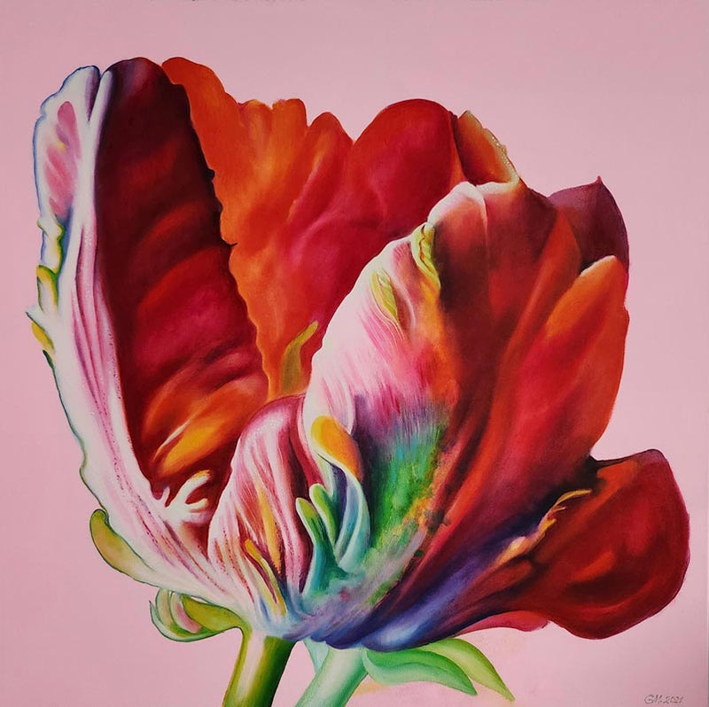 Tulpe IV